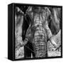 Awesome South Africa Collection Square - Close-Up of African Elephant III B&W-Philippe Hugonnard-Framed Stretched Canvas