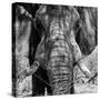 Awesome South Africa Collection Square - Close-Up of African Elephant III B&W-Philippe Hugonnard-Stretched Canvas