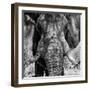 Awesome South Africa Collection Square - Close-Up of African Elephant III B&W-Philippe Hugonnard-Framed Photographic Print