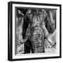 Awesome South Africa Collection Square - Close-Up of African Elephant III B&W-Philippe Hugonnard-Framed Photographic Print