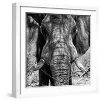 Awesome South Africa Collection Square - Close-Up of African Elephant III B&W-Philippe Hugonnard-Framed Photographic Print