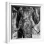 Awesome South Africa Collection Square - Close-Up of African Elephant III B&W-Philippe Hugonnard-Framed Photographic Print