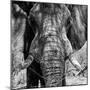 Awesome South Africa Collection Square - Close-Up of African Elephant III B&W-Philippe Hugonnard-Mounted Photographic Print