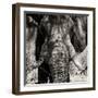 Awesome South Africa Collection Square - Close-Up of African Elephant III Sepia-Philippe Hugonnard-Framed Photographic Print