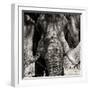 Awesome South Africa Collection Square - Close-Up of African Elephant III Sepia-Philippe Hugonnard-Framed Photographic Print