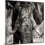 Awesome South Africa Collection Square - Close-Up of African Elephant III Sepia-Philippe Hugonnard-Mounted Photographic Print