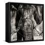 Awesome South Africa Collection Square - Close-Up of African Elephant III Sepia-Philippe Hugonnard-Framed Stretched Canvas