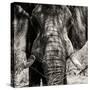 Awesome South Africa Collection Square - Close-Up of African Elephant III Sepia-Philippe Hugonnard-Stretched Canvas