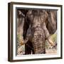 Awesome South Africa Collection Square - Close-Up of African Elephant III-Philippe Hugonnard-Framed Photographic Print