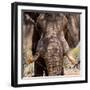 Awesome South Africa Collection Square - Close-Up of African Elephant III-Philippe Hugonnard-Framed Photographic Print