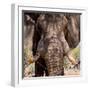 Awesome South Africa Collection Square - Close-Up of African Elephant III-Philippe Hugonnard-Framed Photographic Print