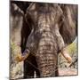 Awesome South Africa Collection Square - Close-Up of African Elephant III-Philippe Hugonnard-Mounted Photographic Print