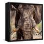 Awesome South Africa Collection Square - Close-Up of African Elephant III-Philippe Hugonnard-Framed Stretched Canvas