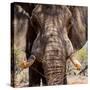 Awesome South Africa Collection Square - Close-Up of African Elephant III-Philippe Hugonnard-Stretched Canvas