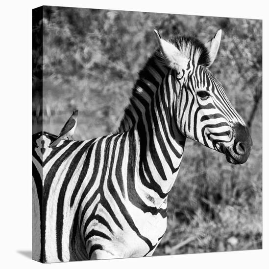 Awesome South Africa Collection Square - Close-Up of Burchell's Zebra with Oxpecker B&W-Philippe Hugonnard-Stretched Canvas