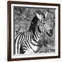 Awesome South Africa Collection Square - Close-Up of Burchell's Zebra with Oxpecker B&W-Philippe Hugonnard-Framed Photographic Print