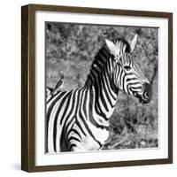 Awesome South Africa Collection Square - Close-Up of Burchell's Zebra with Oxpecker B&W-Philippe Hugonnard-Framed Photographic Print