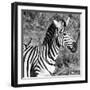 Awesome South Africa Collection Square - Close-Up of Burchell's Zebra with Oxpecker B&W-Philippe Hugonnard-Framed Photographic Print