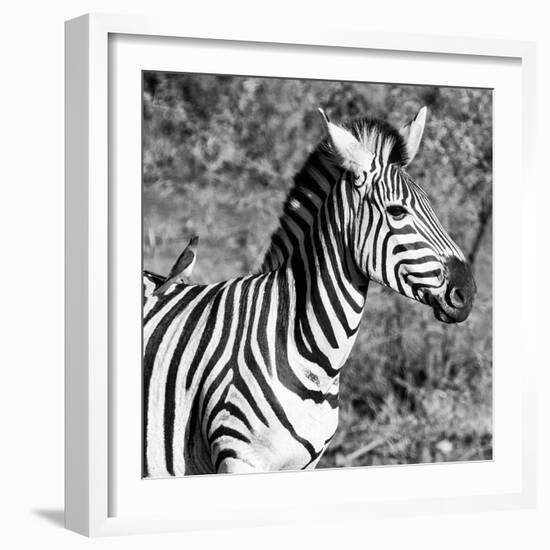 Awesome South Africa Collection Square - Close-Up of Burchell's Zebra with Oxpecker B&W-Philippe Hugonnard-Framed Photographic Print