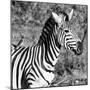 Awesome South Africa Collection Square - Close-Up of Burchell's Zebra with Oxpecker B&W-Philippe Hugonnard-Mounted Photographic Print