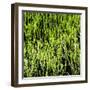 Awesome South Africa Collection Square - Close-Up of Cactus-Philippe Hugonnard-Framed Photographic Print