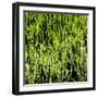 Awesome South Africa Collection Square - Close-Up of Cactus-Philippe Hugonnard-Framed Photographic Print