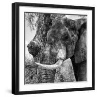 Awesome South Africa Collection Square - Close-Up of Elephant B&W-Philippe Hugonnard-Framed Photographic Print