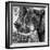 Awesome South Africa Collection Square - Close-Up of Elephant B&W-Philippe Hugonnard-Framed Photographic Print