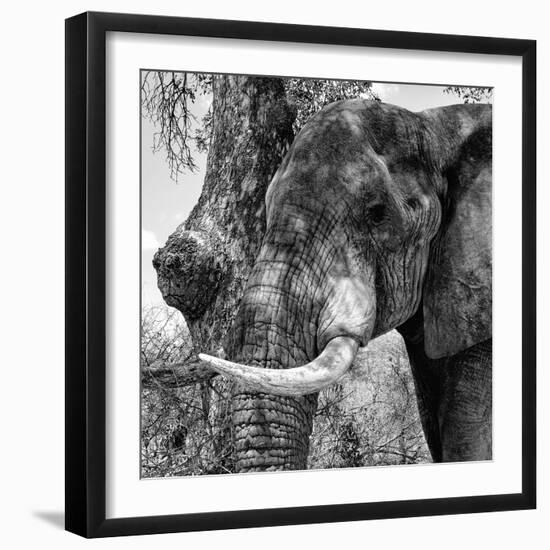 Awesome South Africa Collection Square - Close-Up of Elephant B&W-Philippe Hugonnard-Framed Photographic Print