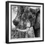 Awesome South Africa Collection Square - Close-Up of Elephant B&W-Philippe Hugonnard-Framed Photographic Print