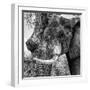 Awesome South Africa Collection Square - Close-Up of Elephant B&W-Philippe Hugonnard-Framed Photographic Print