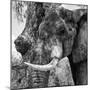 Awesome South Africa Collection Square - Close-Up of Elephant B&W-Philippe Hugonnard-Mounted Photographic Print