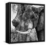 Awesome South Africa Collection Square - Close-Up of Elephant B&W-Philippe Hugonnard-Framed Stretched Canvas