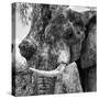 Awesome South Africa Collection Square - Close-Up of Elephant B&W-Philippe Hugonnard-Stretched Canvas