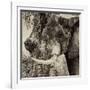 Awesome South Africa Collection Square - Close-Up of Elephant Sepia-Philippe Hugonnard-Framed Photographic Print