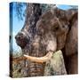 Awesome South Africa Collection Square - Close-Up of Elephant-Philippe Hugonnard-Stretched Canvas