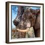 Awesome South Africa Collection Square - Close-Up of Elephant-Philippe Hugonnard-Framed Photographic Print