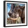 Awesome South Africa Collection Square - Close-Up of Elephant-Philippe Hugonnard-Framed Photographic Print