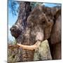 Awesome South Africa Collection Square - Close-Up of Elephant-Philippe Hugonnard-Mounted Photographic Print
