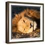 Awesome South Africa Collection Square - Close-Up of Lion Sleeping-Philippe Hugonnard-Framed Photographic Print