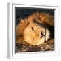 Awesome South Africa Collection Square - Close-Up of Lion Sleeping-Philippe Hugonnard-Framed Photographic Print