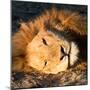 Awesome South Africa Collection Square - Close-Up of Lion Sleeping-Philippe Hugonnard-Mounted Photographic Print