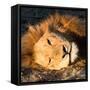 Awesome South Africa Collection Square - Close-Up of Lion Sleeping-Philippe Hugonnard-Framed Stretched Canvas