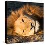 Awesome South Africa Collection Square - Close-Up of Lion Sleeping-Philippe Hugonnard-Stretched Canvas