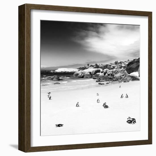 Awesome South Africa Collection Square - Colony of Penguins B&W-Philippe Hugonnard-Framed Photographic Print