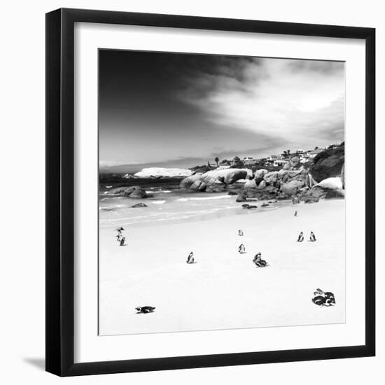 Awesome South Africa Collection Square - Colony of Penguins B&W-Philippe Hugonnard-Framed Photographic Print