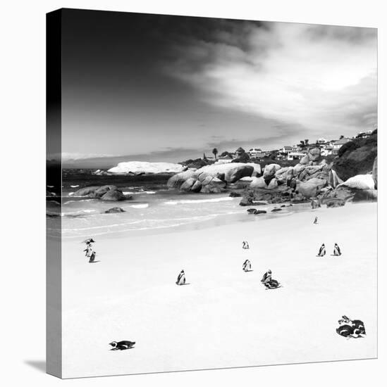 Awesome South Africa Collection Square - Colony of Penguins B&W-Philippe Hugonnard-Stretched Canvas