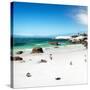 Awesome South Africa Collection Square - Colony of Penguins II-Philippe Hugonnard-Stretched Canvas