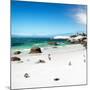 Awesome South Africa Collection Square - Colony of Penguins II-Philippe Hugonnard-Mounted Photographic Print