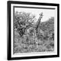 Awesome South Africa Collection Square - Crossing Giraffes B&W-Philippe Hugonnard-Framed Photographic Print